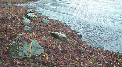 Piles of 'salad' like this can be very local and are often full of Idothea.