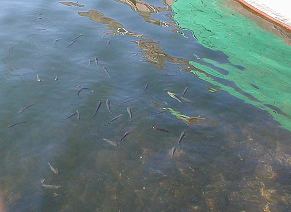 These fish were skimming the surface film for food.  Some bigger mullet were in the deeper water.