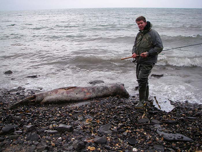 These huge mammals look so pathetic when they're washed up dead. 
