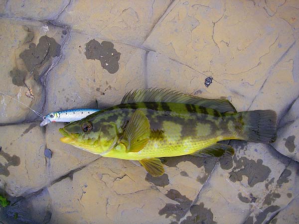 I suppose this is what you'd call a 'green' wrasse.