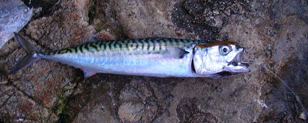 My mackerel caught on a small Angels Kiss plug, it didn't tempt a bass.