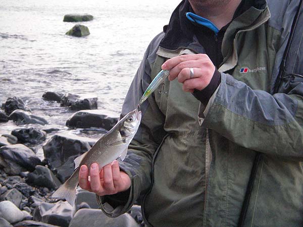 Even tiny bass can manage a decent sized lure - particularly if they tackle it from the tail end.