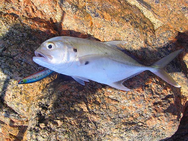 I guess that this is just a crevalle jack like the ones we catch in the Caribbean - it looks like one anyway.