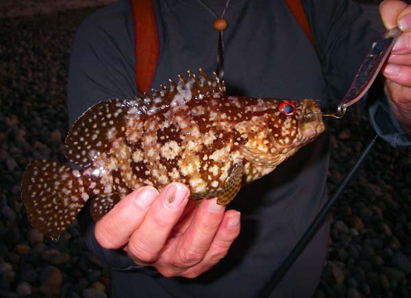 This is a different grouper to any that we'd caught before.