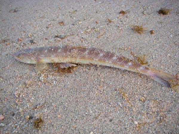 At last something useful to do with a lizardfish.