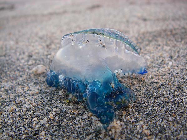 A small Portuguese Man o' War.  There were loads of these washed up in the shallows.