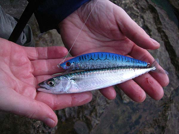 Small but beautifully marked.  The least mackerel I've ever seen.
