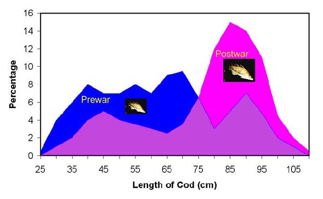 After the war cod were much bigger and averaged almost a metre in length.