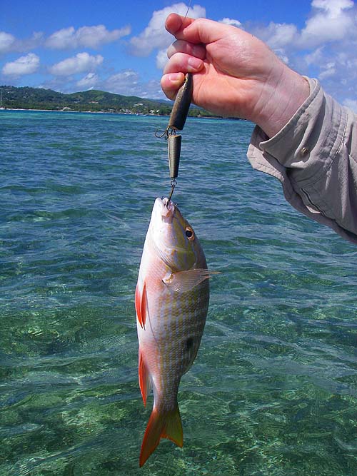 Just to show the fantastic colours of a small mutton snapper from the flat.