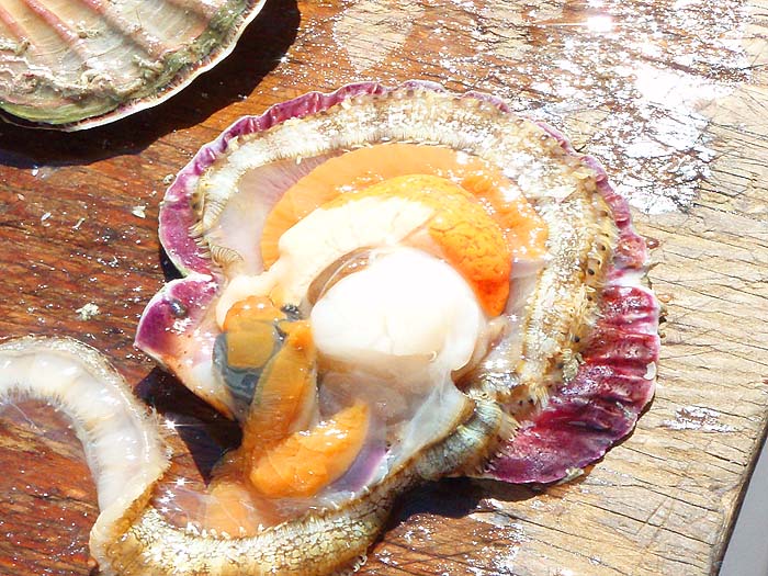 Lots of interesting bits in a scallop eh?