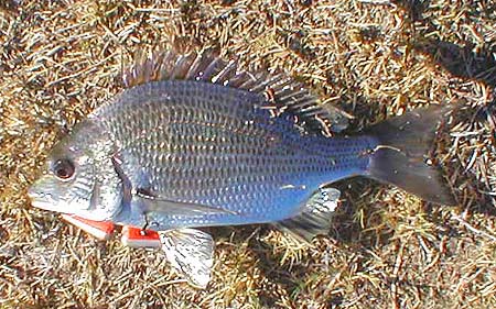 These little bream battle just as fiercely as our own.  On six pound braid they are a fine proposition.