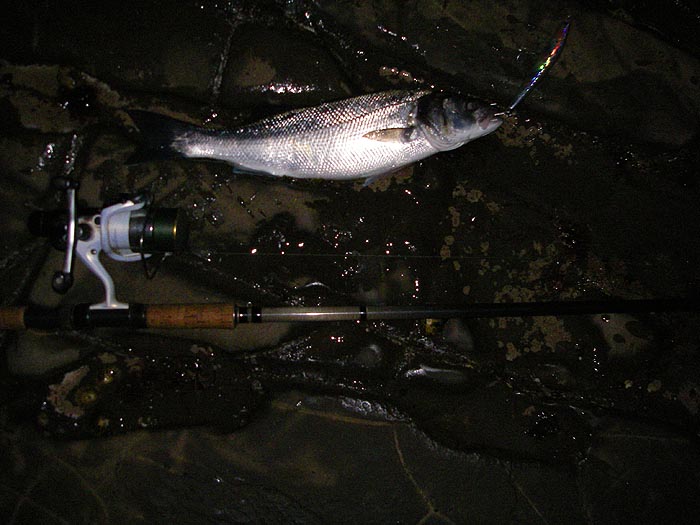 One of the ten bass I landed in about half a 'witching' hour.  After it came light they'd gone.