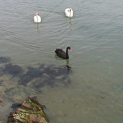 For a moment I imagined I was back in Australia.  Until now I'd thought that the only Black Swan in Swanage was the pub..