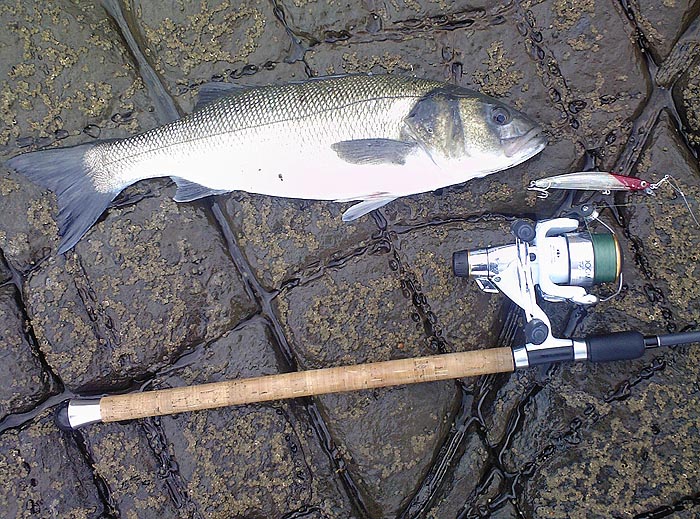Another picture of one of Rob's bass, nice fish eh!