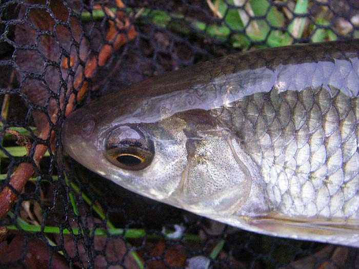 Dace are small but beautifully marked and they have intriguing habits.