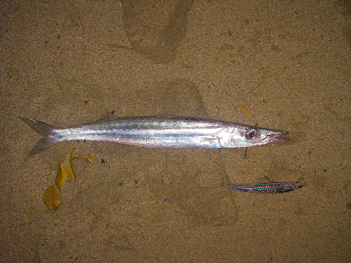 Another species of barracuda but caught much less often.
