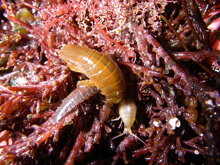 Marine woodlice plus an amphipod (the pale one bottom right).