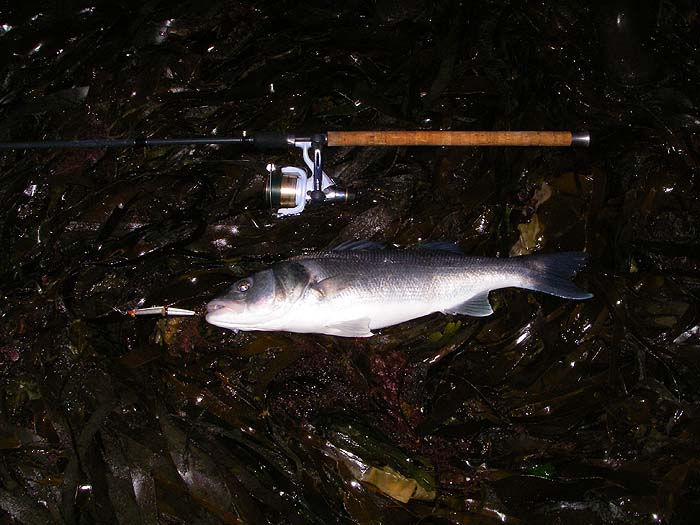 What a cracking fish. It was taken in murky conditions on the old, reliable, J11 Rapala.