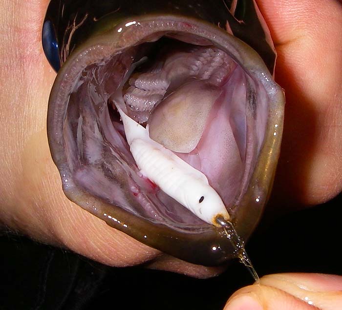 Ben's Delta eel is well inside the mouth of the pollack.  It wasn't going to let it escape.