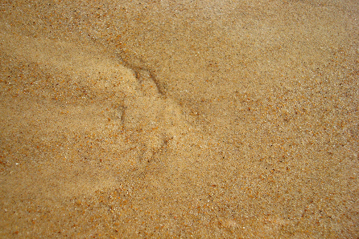 Sand crabs burrow and filter the backwash for food - these are the marks they leave in the sand.