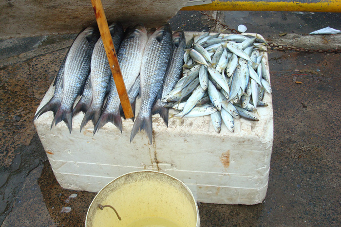 A box of big mullet and little mackerel.