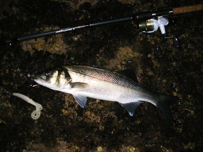 My bass is on the rocks with the hook still firmly in its jaw and the weedless lure has claimed another victim.  Fantastic!