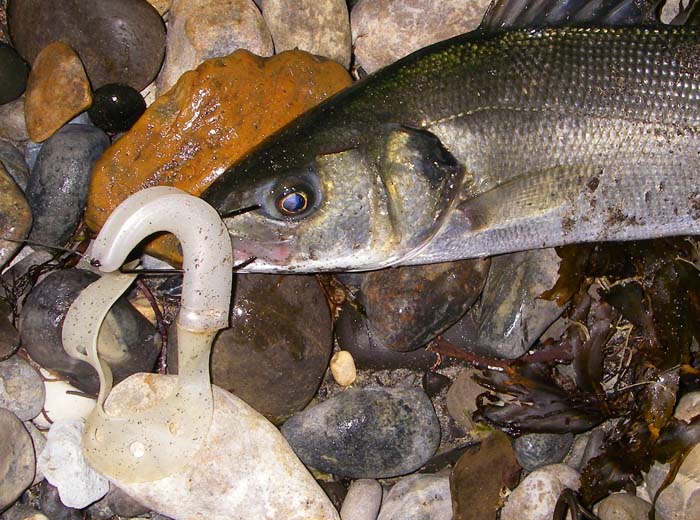 Note how the lure has folded and slid along the shank of the hook which has lodged in the upper jaw.  This is normal because the lure usually fishes 'hook uppermost'.