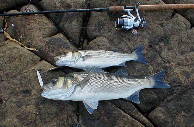The larger fish looks so much more hunky than the small one.  Note the brassy gill cover which often helps to distinguish surface feeding bass from mullet.