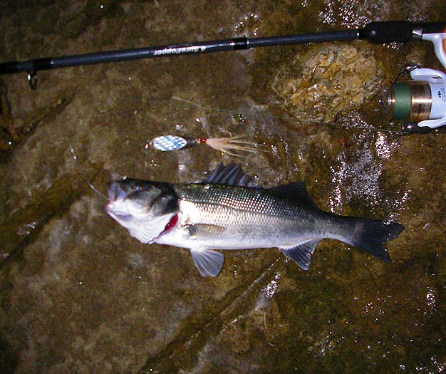 The bass took my 'mackerel' wedge right in the edge.  Like most small bass it wouldn't lie still to have its picture taken so it's not very clear.