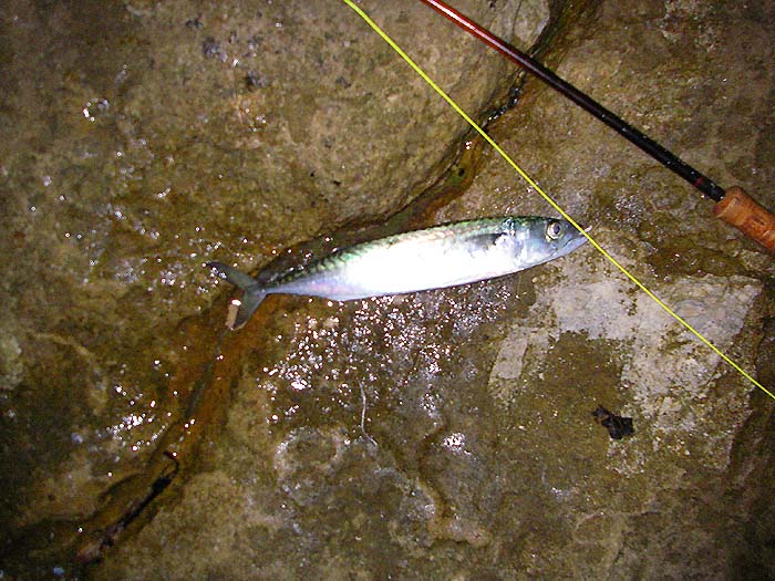 I could have caught many more if I'd persisted instead of using it for bait.  It was even livelier than the bass, hence the fuzzy picture.