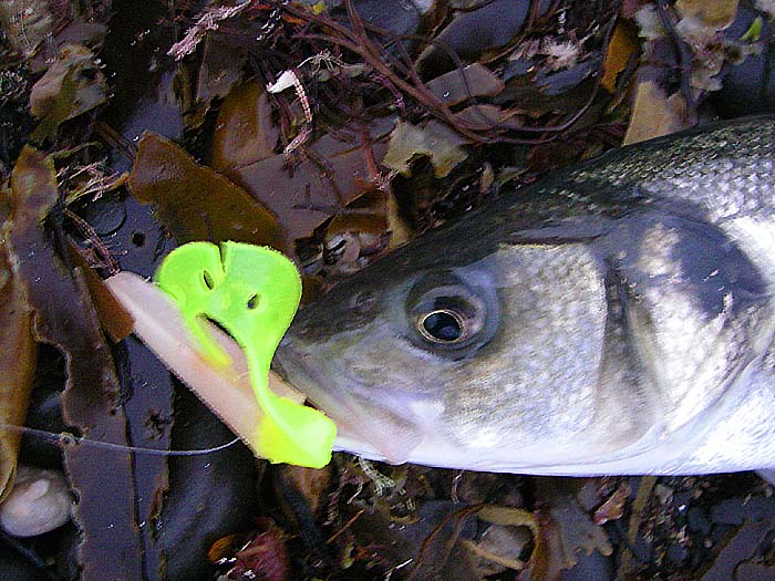 The yellow tail on this lure seemed to be OK but the head had split while I was playing the fish.