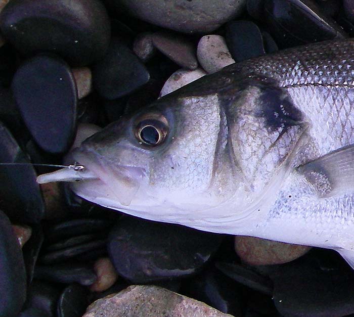 The Redgill's right inside its mouth. Note the black spot on the gill cover and the 'black eye', both dead give aways when bass are surface feeding amongst mullet shoals.