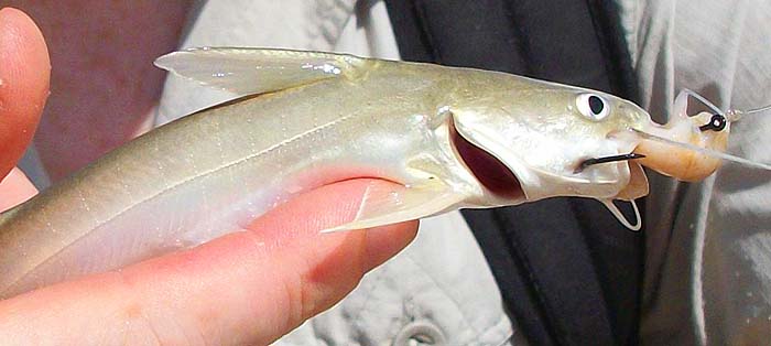 This little catfish looks fairly tame but clearly packs a punch in its fin spines.
