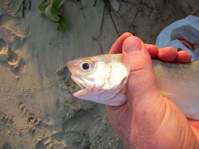 These seem to be a species of Polydactylus - a type of threadfin with a translucent snout.