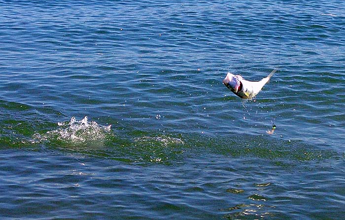 This one, tarpon like, has managed to shed the fly in mid air.