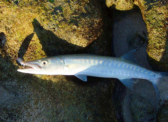 I thought that this one might be a sawtooth barracuda.