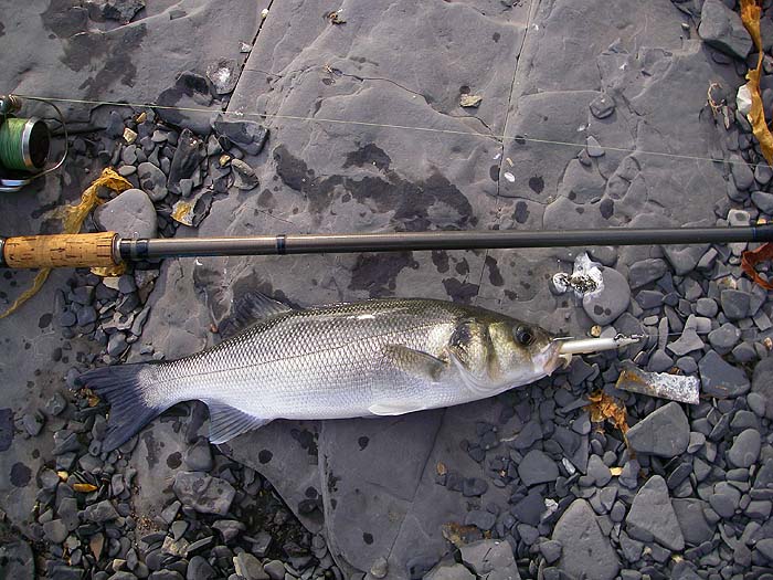 Although these lures are effective I think that smaller bass pluck the tails without being hooked.