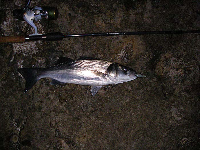A bass caught on a weighted Redgill.