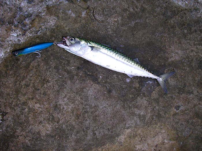 At one stage the mackerel were fighting to get at my surface lure.  It also took pollack and I had several bass strikes but didn't hook any of them.