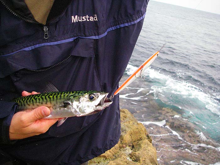 Rob had this mackerel, plus bass and pollack on his plug.