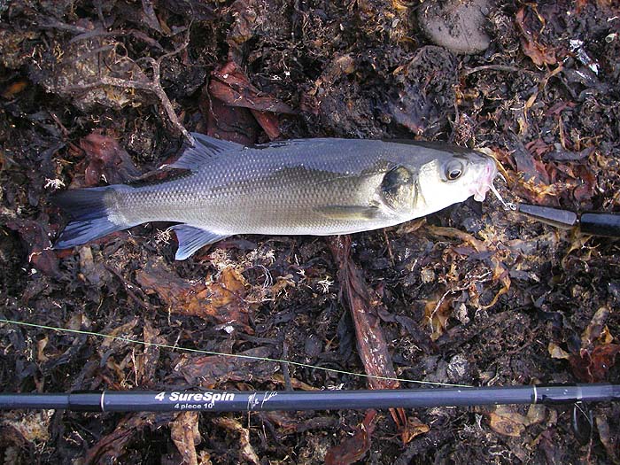One of the very few schoolies that took my Rapala.