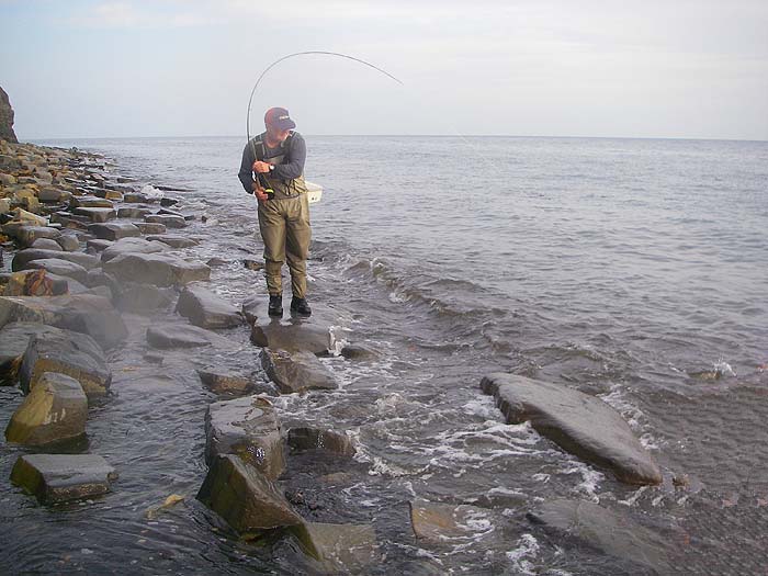 A good mullet surges out to sea stripping line from Nigels fly reel at speed..