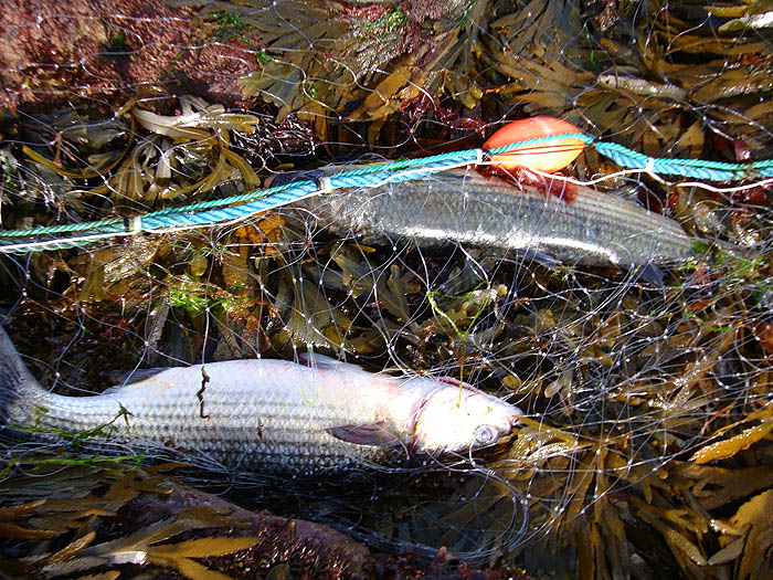 Mullet, bass, wrasse, crabs - you name it everything gets tangled up and killed.