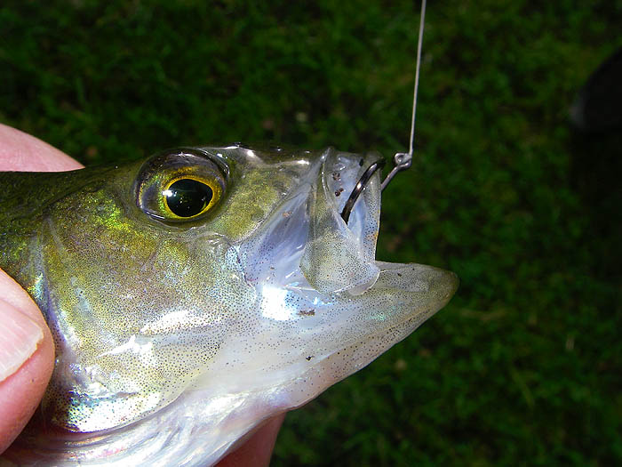 A smaller perch well hooked on the small circle hook.  I'd never really noticed the pear shaped pupil of the eye before. Just like a grayling.