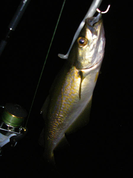 I had this one in the dark and it was followed by a second before the bass started to bite.