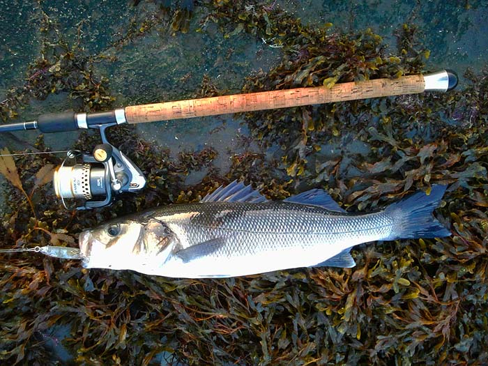 It certainly wanted the plug.  Typical of November fish it was in the white water.