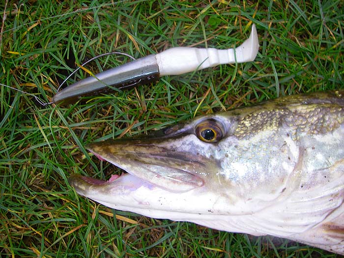 My soft plastic - a sort of waggy 'Slandra' - caught a pike.