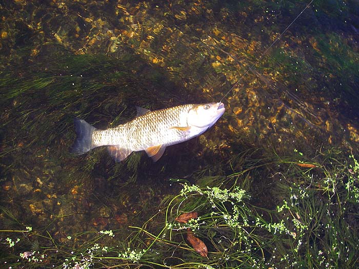 A chub caught on a circle hook and live minnow freelined upstream.