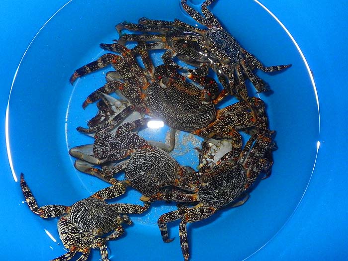 A bucket full of the fast moving crabs - no doubt they are good baits - if you can catch them.