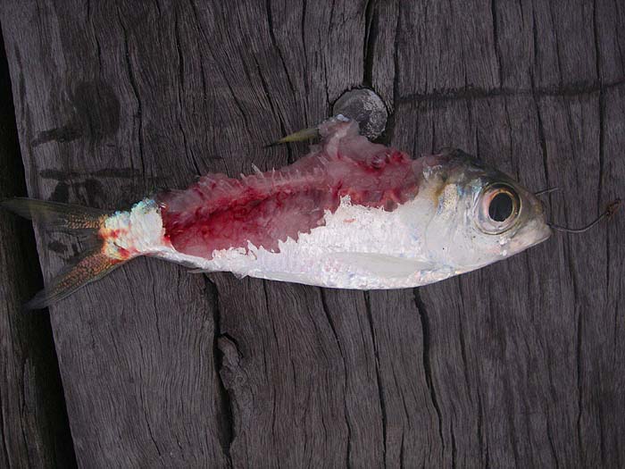 Another species of herring after a squid attack.